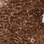 FAM189A1 Antibody in Immunohistochemistry (Paraffin) (IHC (P))