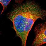 IMPAD1 Polyclonal Antibody