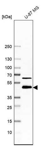 IMPAD1 Antibody in Western Blot (WB)