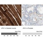 JPH1 Antibody