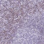 BEND2 Polyclonal Antibody