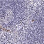 DPEP1 Antibody in Immunohistochemistry (IHC)