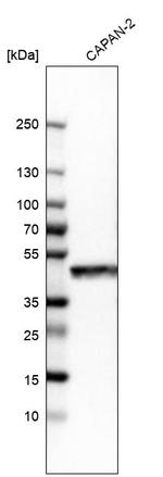 GRAMD3 Antibody in Western Blot (WB)