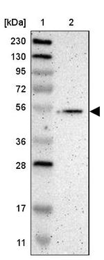 GMEB2 Antibody in Western Blot (WB)