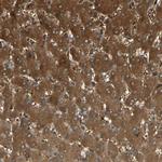 C1orf159 Antibody in Immunohistochemistry (Paraffin) (IHC (P))