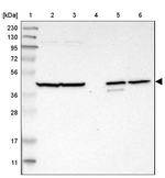C1orf159 Antibody in Western Blot (WB)