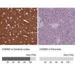 CADM2 Antibody
