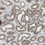 EMC7 Antibody in Immunohistochemistry (Paraffin) (IHC (P))