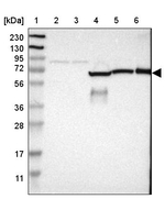 GAB3 Antibody in Western Blot (WB)
