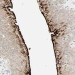 UPK3B Antibody in Immunohistochemistry (Paraffin) (IHC (P))