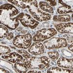 GLT8D1 Antibody in Immunohistochemistry (Paraffin) (IHC (P))