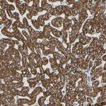 GLT8D1 Antibody in Immunohistochemistry (Paraffin) (IHC (P))