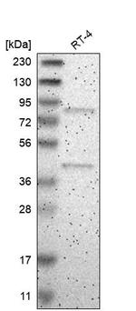 ARHGEF16 Antibody in Western Blot (WB)