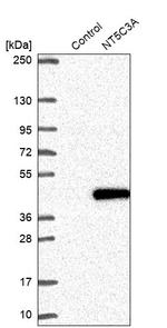 NT5C3A Antibody in Western Blot (WB)