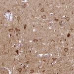 C12orf53 Antibody in Immunohistochemistry (Paraffin) (IHC (P))