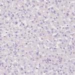 C12orf53 Antibody in Immunohistochemistry (Paraffin) (IHC (P))