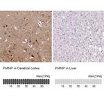 C12orf53 Antibody in Immunohistochemistry (IHC)