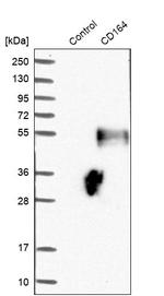 CD164 Antibody in Western Blot (WB)