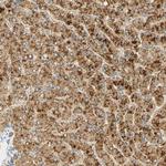 FAM189A1 Antibody in Immunohistochemistry (Paraffin) (IHC (P))
