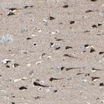 FAM171B Polyclonal Antibody