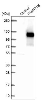FAM171B Antibody in Western Blot (WB)