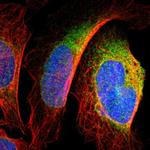 DNAJB12 Polyclonal Antibody