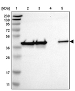 DNAJB12 Antibody in Western Blot (WB)