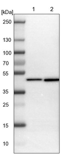 DNAJB12 Antibody in Western Blot (WB)