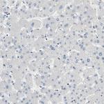 TMEM59L Antibody in Immunohistochemistry (Paraffin) (IHC (P))