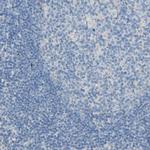 TMEM59L Polyclonal Antibody