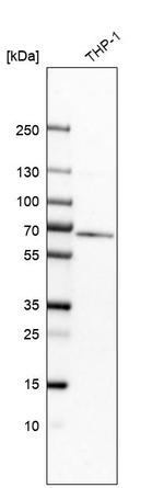 MTM1 Antibody in Western Blot (WB)