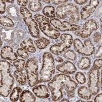 GLOD5 Antibody in Immunohistochemistry (Paraffin) (IHC (P))