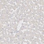 DNASE1 Antibody in Immunohistochemistry (Paraffin) (IHC (P))