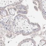 DNASE1 Antibody in Immunohistochemistry (Paraffin) (IHC (P))