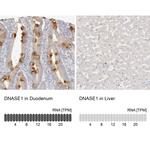 DNASE1 Antibody in Immunohistochemistry (IHC)