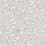 DNASE1 Antibody in Immunohistochemistry (IHC)