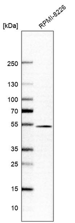 ABHD3 Antibody in Western Blot (WB)