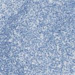 DCT Polyclonal Antibody