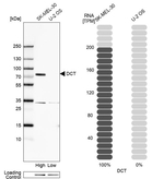 DCT Antibody in Western Blot (WB)