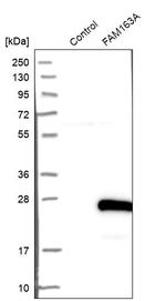 FAM163A Antibody in Western Blot (WB)