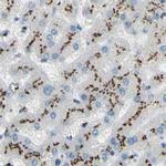 B4GALT1 Antibody in Immunohistochemistry (IHC)