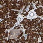 DNAJB11 Antibody in Immunohistochemistry (Paraffin) (IHC (P))