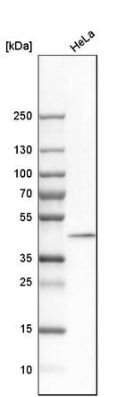 DNAJB11 Antibody in Western Blot (WB)