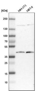 DNAJB11 Antibody in Western Blot (WB)