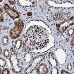 PHF2 Antibody in Immunohistochemistry (Paraffin) (IHC (P))