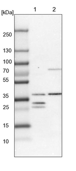 DHRS3 Antibody in Western Blot (WB)