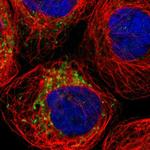SPATA9 Polyclonal Antibody