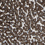 OSTM1 Antibody in Immunohistochemistry (Paraffin) (IHC (P))