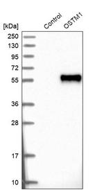 OSTM1 Antibody in Western Blot (WB)