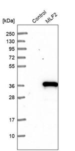 MLF2 Antibody in Western Blot (WB)